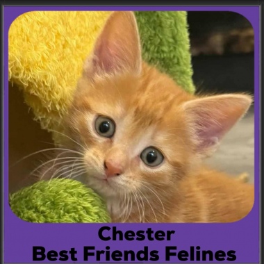 Chester-2025 Chester-2025