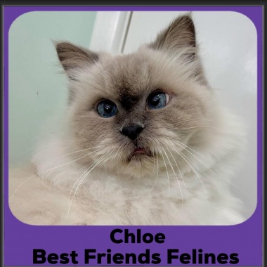 Chloe