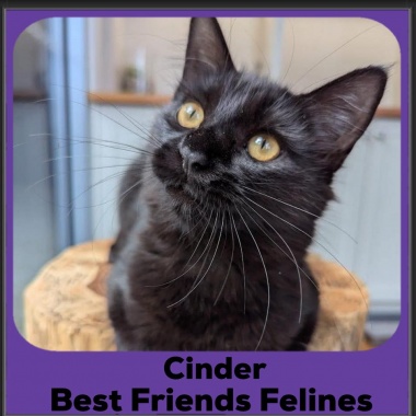 Cinder-2025