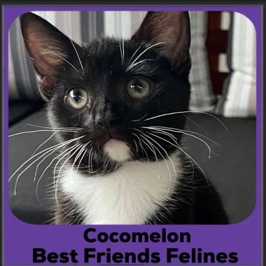 Cocomelon