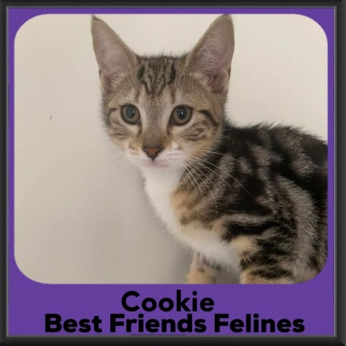 Cookie-2026