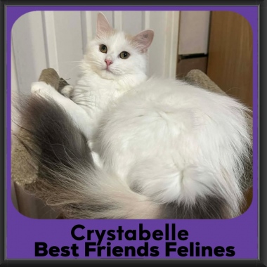 Crystabelle-2026 Crystabelle-2026