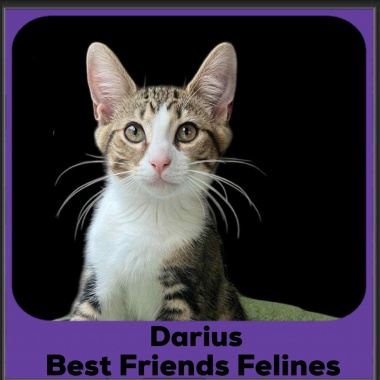 Darius-2025 Darius-2025