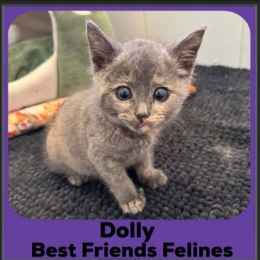 Dolly-2026 Dolly-2026