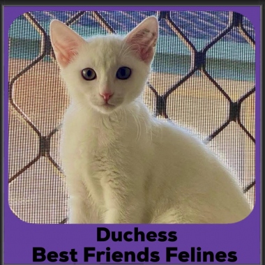 Duchess