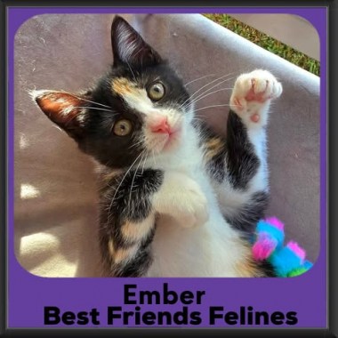 Ember-2026 Ember-2026