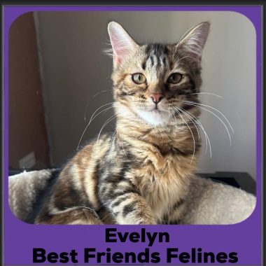 Evelyn