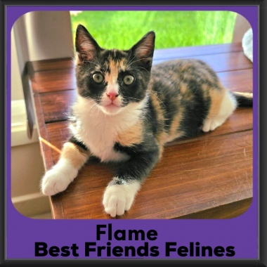 Flame-2026 Flame-2026