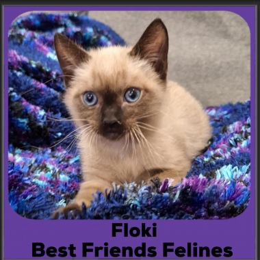 Floki