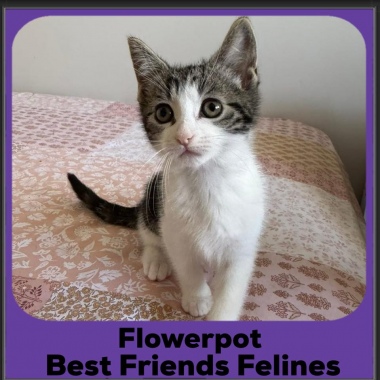 Flowerpot-2025 Flowerpot-2025