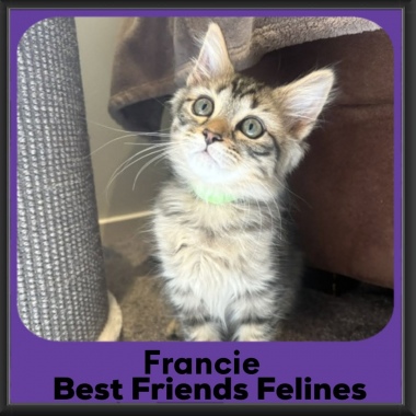 Francie-2026