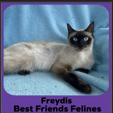Freydis Freydis
