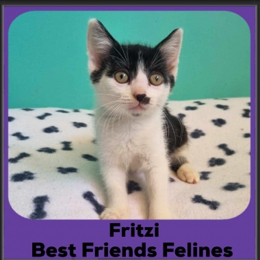 Fritzi