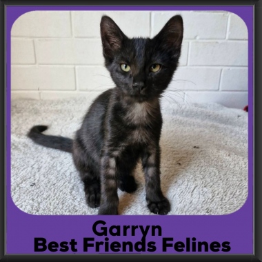 Garryn-2026 Garryn-2026