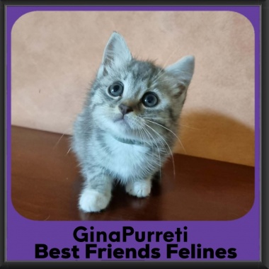 Gina-Purreti-2026