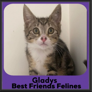 Gladys-2026