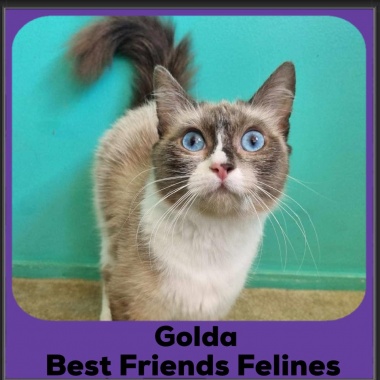 Golda