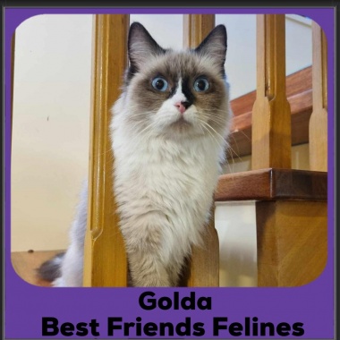 Golda2025
