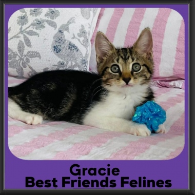 Gracie-2026