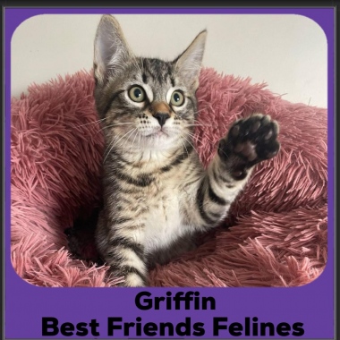 Griffin