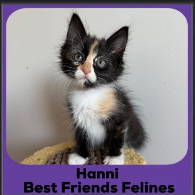 Hanni-2025 Hanni-2025