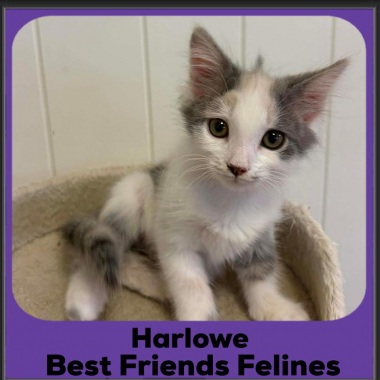 Harlowe-2025