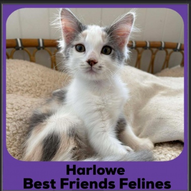 Harlowe-2025b Harlowe-2025b