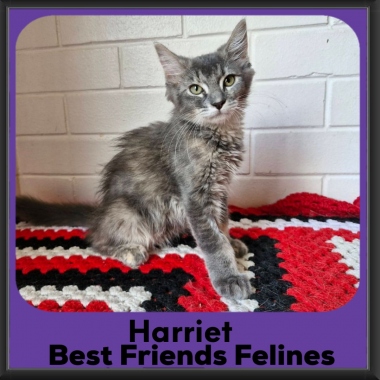 Harriet-2026 Harriet-2026