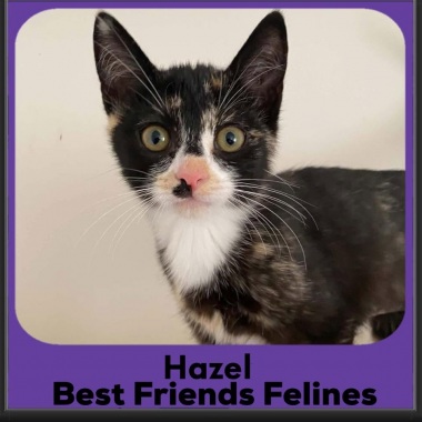 Hazel-2026 Hazel-2026