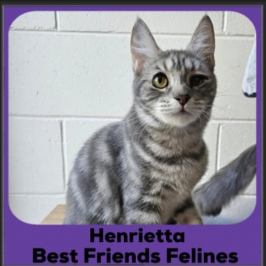 Henrietta-2025