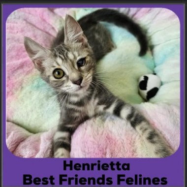 Henrietta