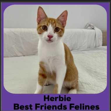 Herbie
