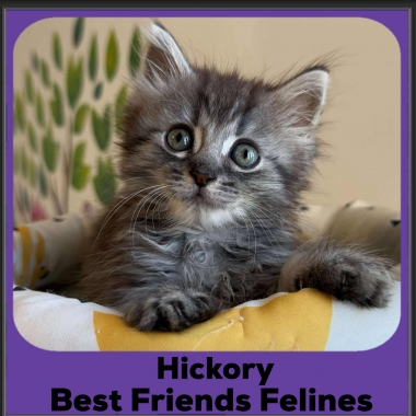 Hickory
