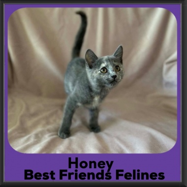 Honey-2026 Honey-2026