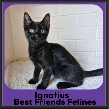 Ignatius-2026 Ignatius-2026