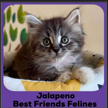 Jalapeno