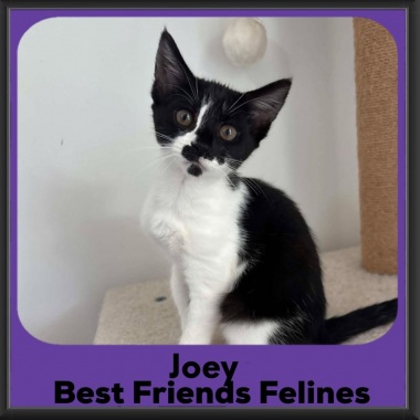 Joey-2026c