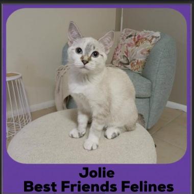 Jolie-2026 Jolie-2026