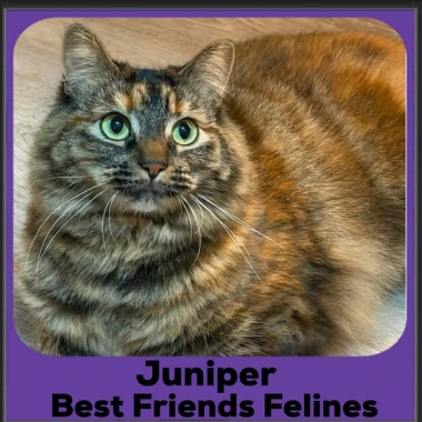 Juniper1 Juniper1