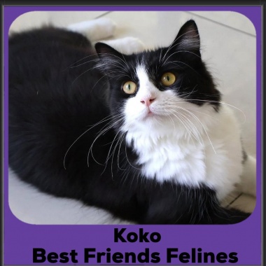Koko