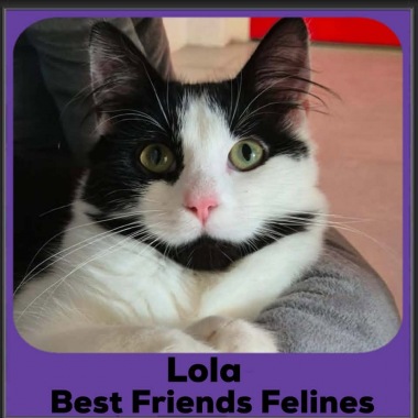 Lola-2026