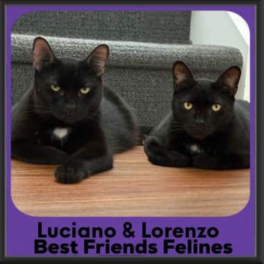 Luciano-Lorenzo-2026