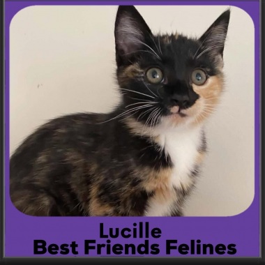 Lucille-2026 Lucille-2026
