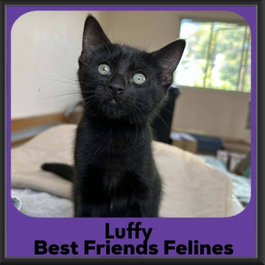 Luffy-2026 Luffy-2026