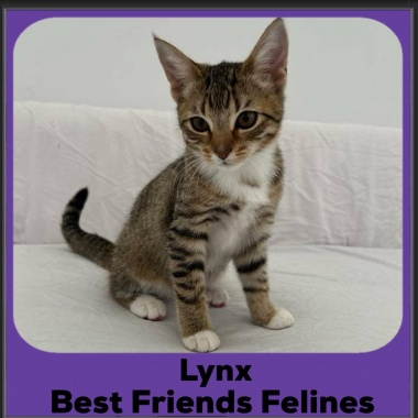 Lynx