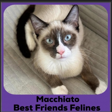 Macchiato