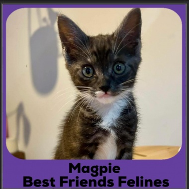 Magpie-2025 Magpie-2025