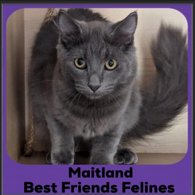Maitland-2025