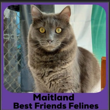 Maitland-2026