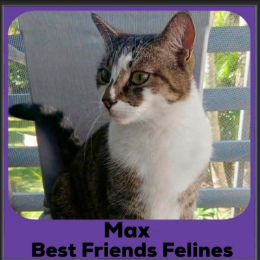 Max-2026b Max-2026b